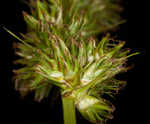 Oklahoma sedge